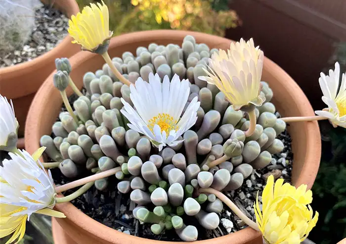 Baby Toes Succulent Watering