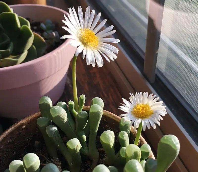 Baby Toes Succulent light