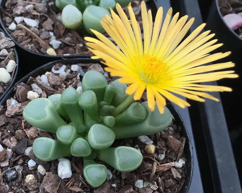Baby Toes Succulent
