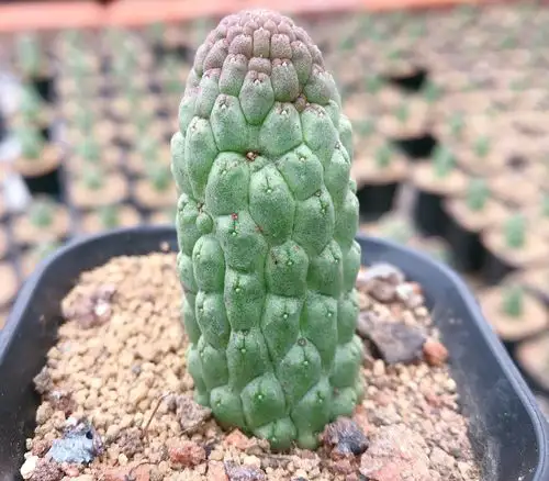 Buddha's Head Succulent