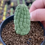 Larryleachia Cactiformis