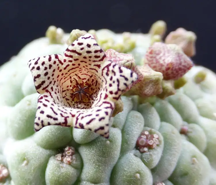 Larryleachia Cactiformis Succulent