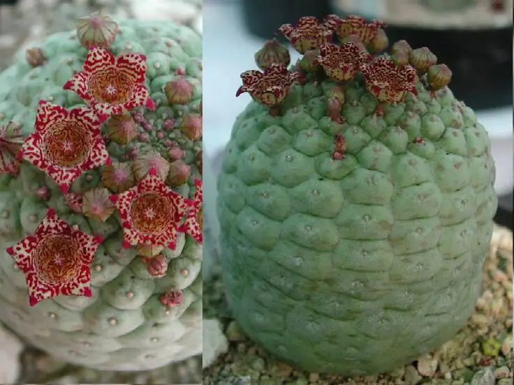 Larryleachia Cactiformis care