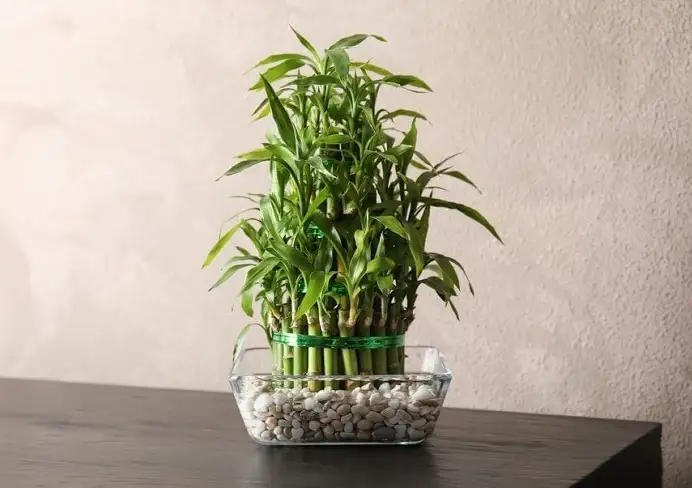 Lucky Bamboo aqua