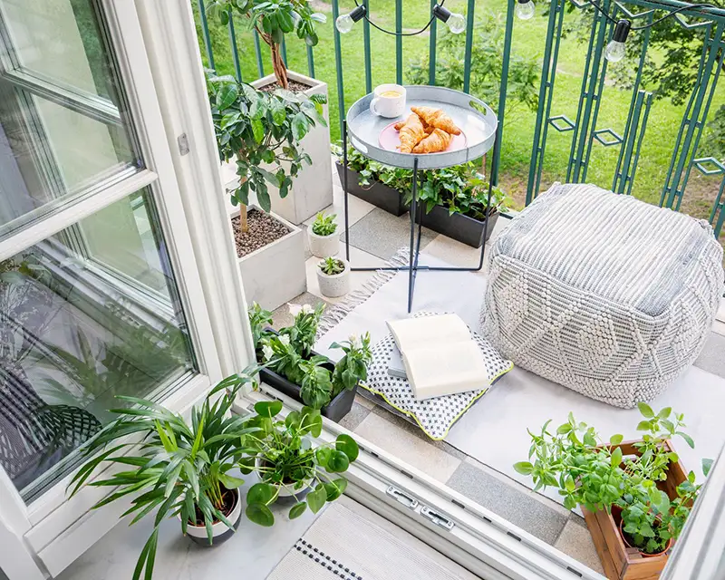 Money Tree Balcony