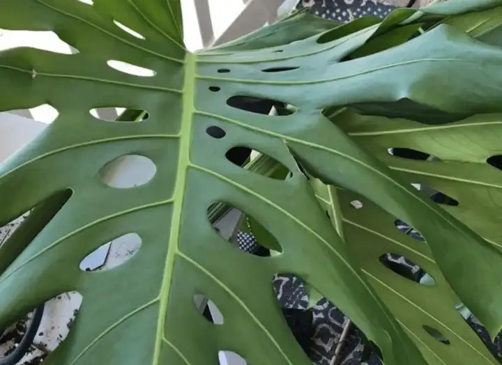 Monstera Deliciosa Curling Low Air Humidity