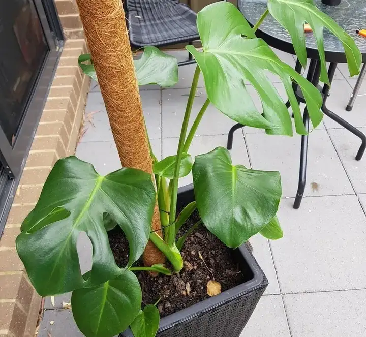 Monstera Deliciosa Curling Temperature