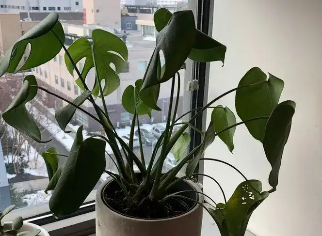 Monstera Deliciosa Curling Watering