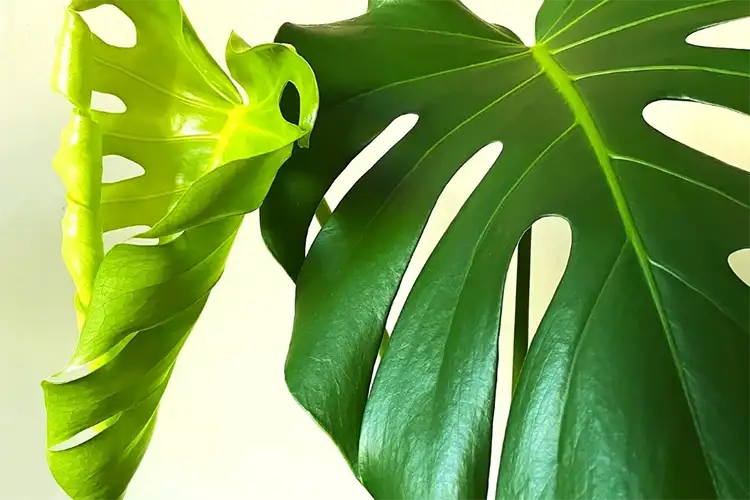 Monstera Deliciosa Curling