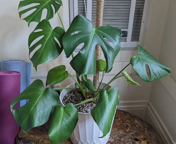 Monstera-Leaves-Curling-Chlorinated