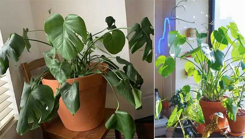 Monstera-Leaves-Curling-Over-fertilization