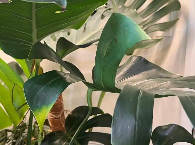 Monstera-Leaves-Curling-Overwatering