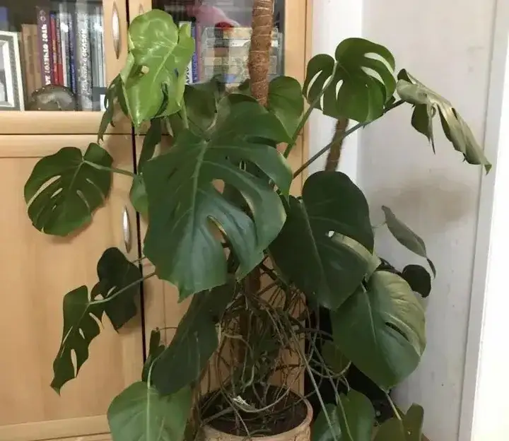 Monstera-Leaves-Curling-Pest Infestations