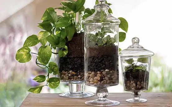 Natural Pest Control with Charcoal