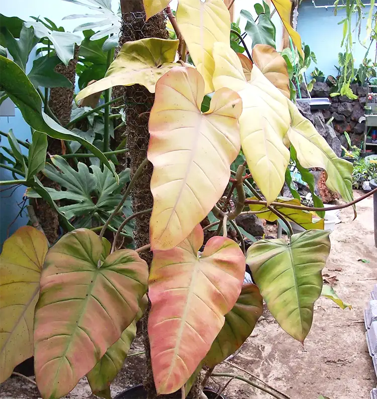 Philodendron Erubescens Golden