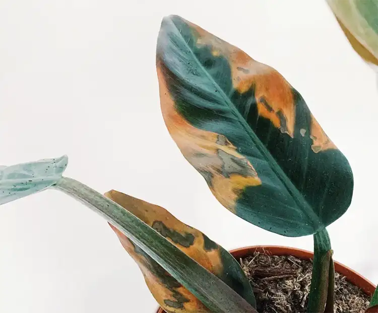 Philodendron Erubescens Pest and Disease Prevention