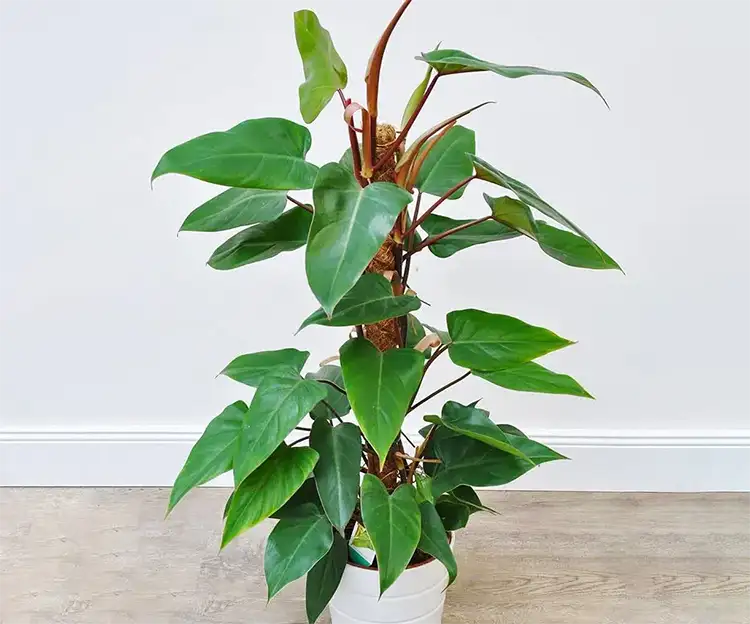 Philodendron Erubescens Red Emerald