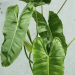 Philodendron Burle Marx