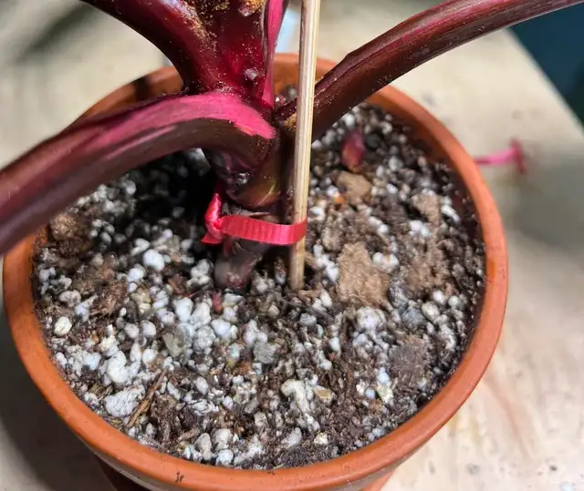 Soil for Philodendron Erubescens