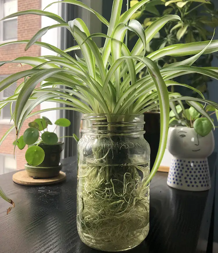 Spider Feng Shui Plants