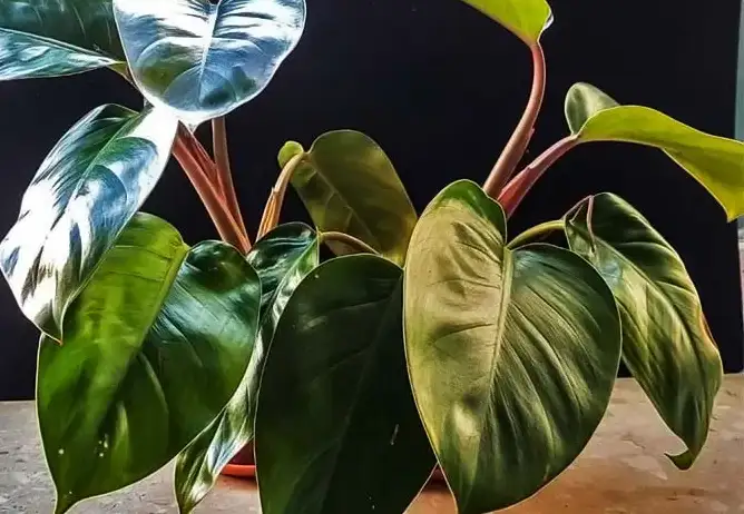 philodendron erubescens Lighting