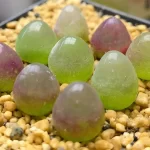 Conophytum burgeri