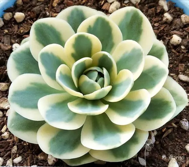 Fuji Succulents
