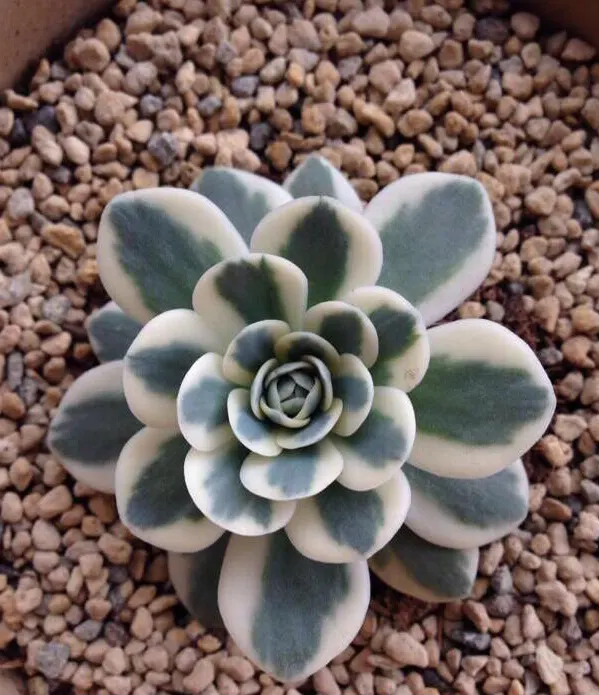 Fuji Succulents